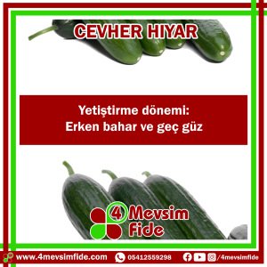 Cevher F1 Beit Alpha Tipi Hıyar Fidesi