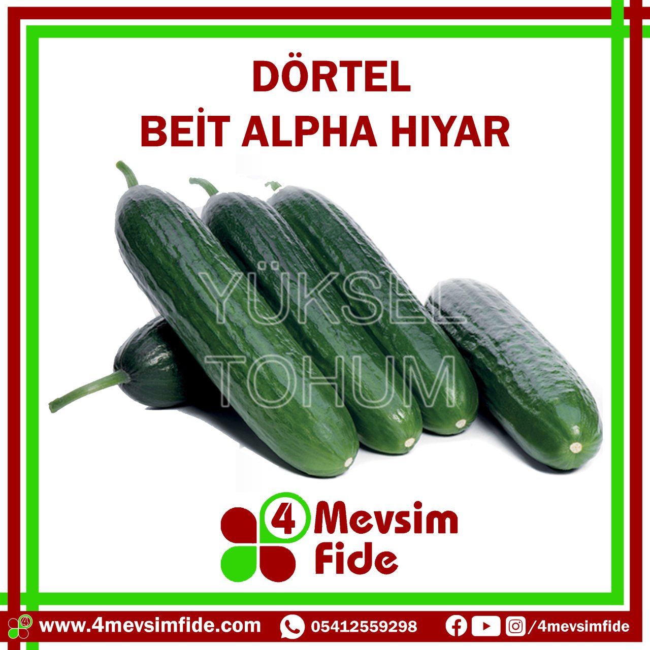 Dörtel F1 Beit Alpha Tipi Hıyar Fidesi