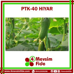 PTK 40 Badem Tipi Hıyar Fidesi