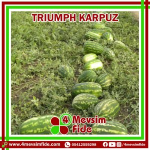 Triumph F1 Karpuz Fidesi
