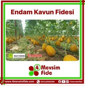 Endam Kavun Fidesi
