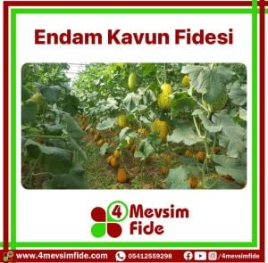 Endam Kavun Fidesi