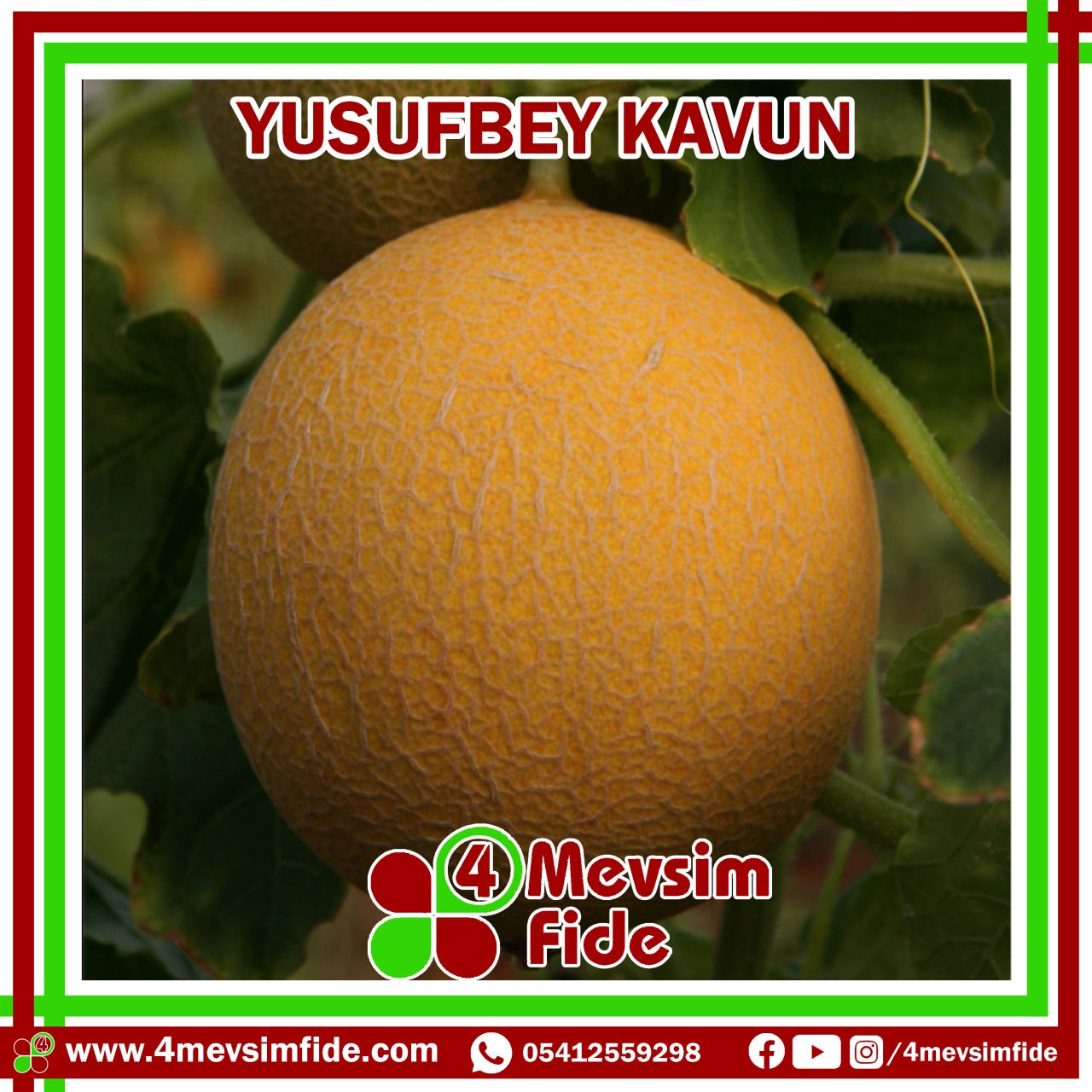 Yusufbey F1 Kavun Fidesi