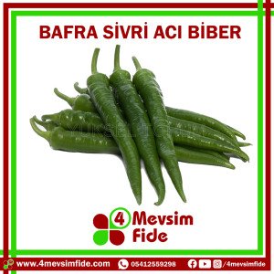 Bafra F1 Sivri Acı Biber Fidesi