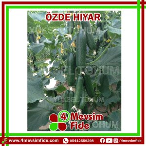 Özde F1 Beit Alpha Tipi Hıyar Fidesi