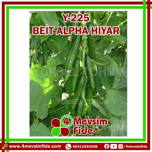 Y-225 F1 Beit Alpha Tipi Hıyar Fidesi