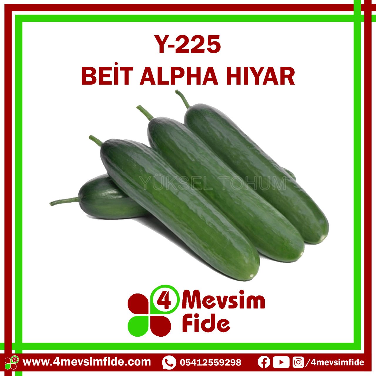 Y-225 F1 Beit Alpha Tipi Hıyar Fidesi