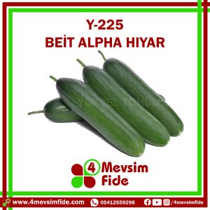 Y-225 F1 Beit Alpha Tipi Hıyar Fidesi