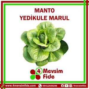 Manto F1 Yedikule Marul Fidesi