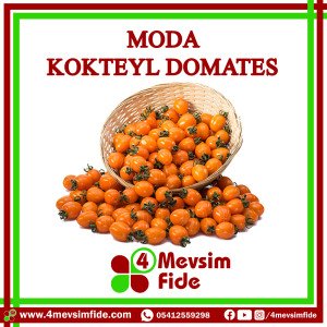 Moda Kokteyl Domates Tohumu  1000 Adet