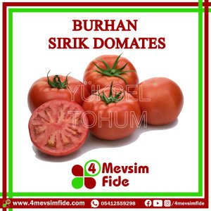 Burhan F1 Sırık Domates Fidesi