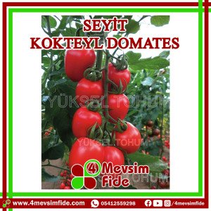 Seyit F1 Kokteyl Domates Fidesi