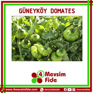 Güneyköy Domates Tohumu 1000 Adet