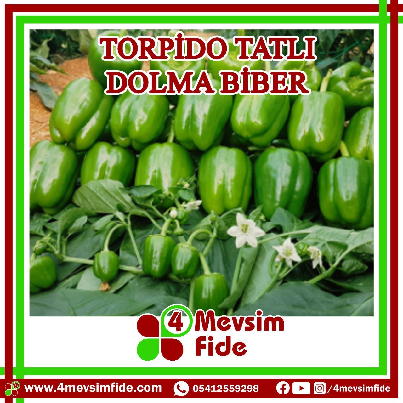 Torpido Dolma Biber Tohumu 1000 Adet