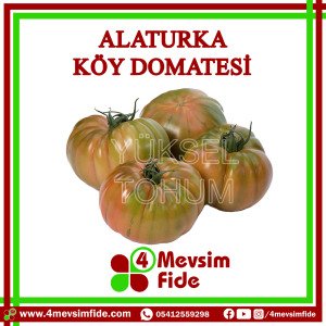 Hobi Domates Alaturka F1 Sırık Köy Domates Fidesi
