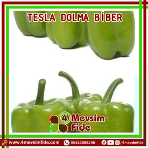 Hobi Biber Dolma Yeşil Tesla F1 Dolma Biber Fidesi